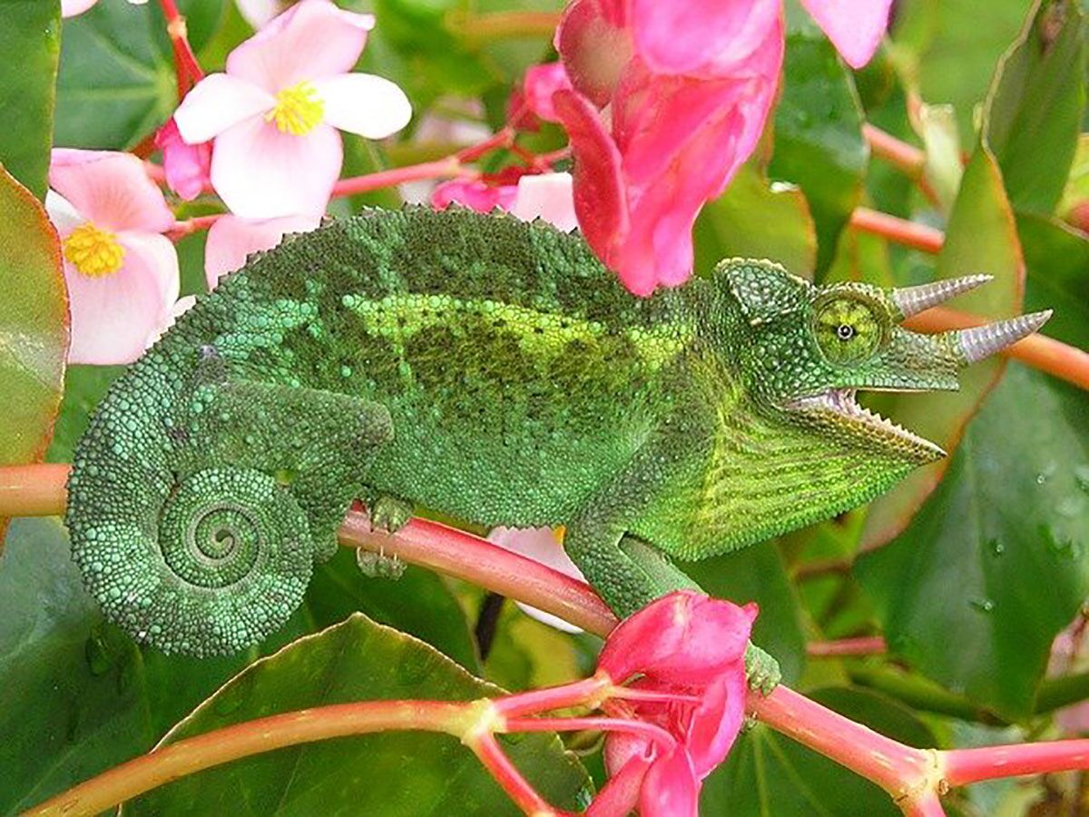 Vídeo que mostra impressionante contraste de cobra azul venenosa