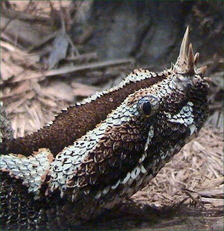 Vídeo que mostra impressionante contraste de cobra azul venenosa